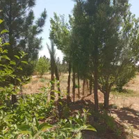 باغچه999متر،تکبرگ ،سهیلیه،زعفرانیه،کردان|فروش زمین و ملک کلنگی|کرج, فاز ۲ مهرشهر|دیوار