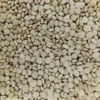 حبوبات ممتاز امامی|خوردنی و آشامیدنی|پیشوا, |دیوار