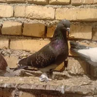 ۳عدد کبوتر خوب سالم