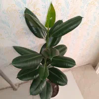 فیکوس الاستیکا