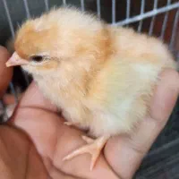 جوجه مرغ گلین و لوهمن آلمانی|حیوانات مزرعه|بندر کنگان, |دیوار