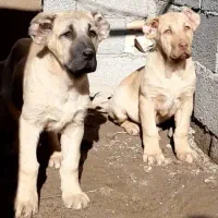 توله سرابی دو ماهه