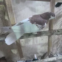 شهری بی عیب خوبو|پرنده|شیراز, تندگویان|دیوار