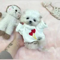 سگ پشمالو|سگ|اهواز, ۲۴ متری|دیوار