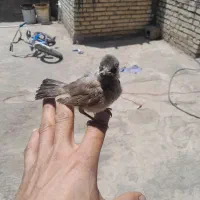 قناری یک ماه