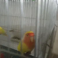 یه جفت کوتوله با جوجه