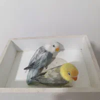 طوطی برزیلی پاربلو|پرنده|قرچک, میرزائی شمالی|دیوار