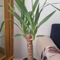 گل طبیعی|گل و گیاه طبیعی|بیرجند, |دیوار