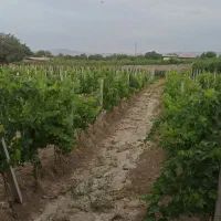 باغ انگور ایستاده