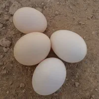 تخم مرغ دورگه و لاری