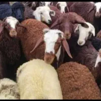 بره.گوسپند.میش .بز .قوچ فروش