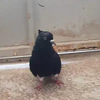 کبوتر  نر سیاه دم سفید