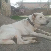 واگذاری آلبای ماده|سگ|گنبد کاووس, |دیوار