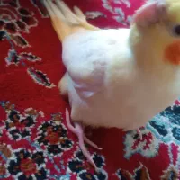 یک عروس هلندی دستی سرلایکی