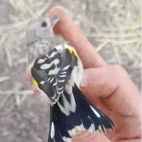جوجه سهره کال و سبیل زده|پرنده|تهران, ترمینال جنوب|دیوار