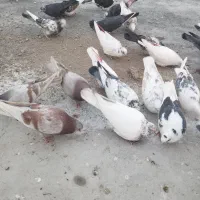 کفتر پرشی به شرط