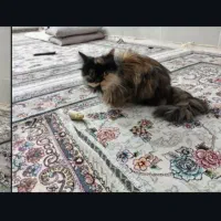 گربه|گربه|چناران, |دیوار