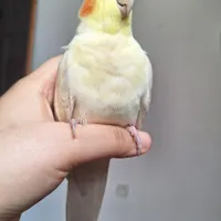 گم شده