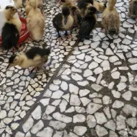 جوجه اردک و جوجه مرغ یکهفتهای|حیوانات مزرعه|رشت, باهنر|دیوار