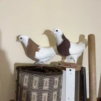 یک جفت کلفه