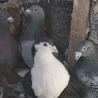 کفتر پلاکی|پرنده|شیراز, امام حسین|دیوار