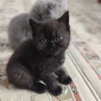 بچه گربه بریتیش