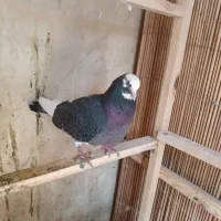 کبوتر ابلق سیاه نر