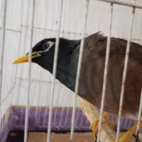 ۳ عدد پرنده مختلف قناری مینا سهره خاکی