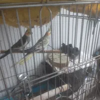 جفت عروس هلندی