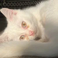 گربه اسکاتیش|گربه|ساری, |دیوار