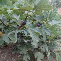 فروش-باغ-انجیر-فاصله-چهارکیلومتر-تا-شهر