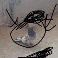 کله ای|پرنده|آباده, |دیوار