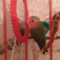 طوطی برزیلی نر