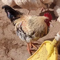 خروس|پرنده|باروق, |دیوار