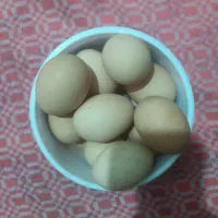 فروش تخم نطفه دار برهما