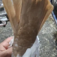 دم زرد ماده زیر ورو قفل