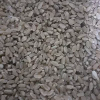 بذر گندم حیدری