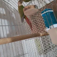 معاوضه گرینچیگ سالم