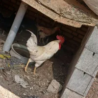 شوشتر شهر شرافت نسترن ۳