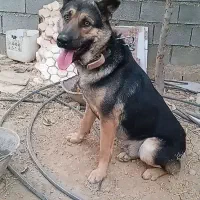 واگذاری سگ نگهبان