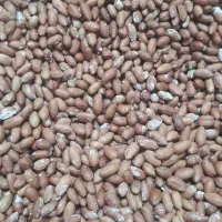 بادام زمینی