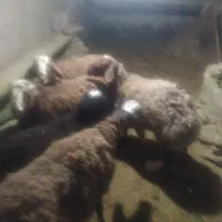 بره نر نژاد دار