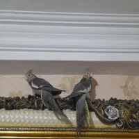 عروس هلندی دوماهه