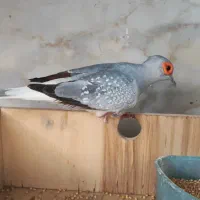 کبوتر زینتی نر