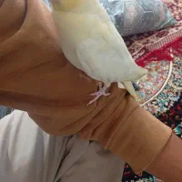 عروس لوتینو معاوضه با زرد کرمونی ماده|پرنده|تربت‌حیدریه, بالا ولایت|دیوار