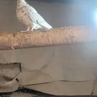 کبوتر|پرنده|خلیل آباد, |دیوار