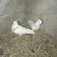 چن تا کفتر بهبهانی فروشی یا معامله دارم|پرنده|خرم بید, |دیوار