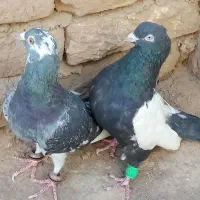 دوکفتر خوب یکی نر یکی ماده|پرنده|تربت‌حیدریه, پائین ولایت|دیوار
