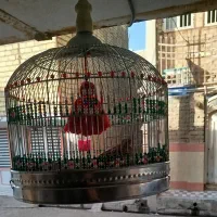 سهره خاکی نر|پرنده|قم, امامزاده ابراهیم|دیوار