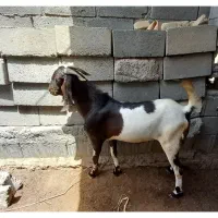 گوسفند